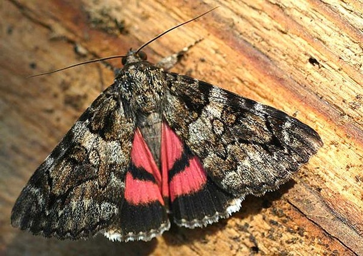 Catocala coniuncta © 