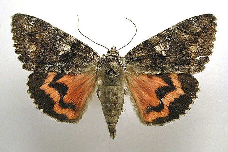 Catocala sponsa © M. Virtala