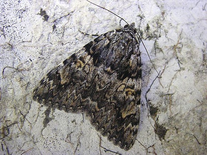 Catocala promissa &copy; <table style="width:100%; border:1px solid #aaa; background:#efd; text-align:center"><tbody><tr>
<td>
<a href="//commons.wikimedia.org/wiki/File:Lanius_pallidirostris.jpg" class="image"><img alt="Lanius pallidirostris.jpg" src="https://upload.wikimedia.org/wikipedia/commons/thumb/a/a2/Lanius_pallidirostris.jpg/55px-Lanius_pallidirostris.jpg" decoding="async" width="55" height="41" srcset="https://upload.wikimedia.org/wikipedia/commons/thumb/a/a2/Lanius_pallidirostris.jpg/83px-Lanius_pallidirostris.jpg 1.5x, https://upload.wikimedia.org/wikipedia/commons/thumb/a/a2/Lanius_pallidirostris.jpg/110px-Lanius_pallidirostris.jpg 2x" data-file-width="800" data-file-height="600"></a>
</td>
<td>This image is created by user <a rel="nofollow" class="external text" href="http://observado.org/user/photos/40330">Tim Adriaens</a> at <a rel="nofollow" class="external text" href="http://observado.org/">observado.org</a>, a global biodiversity recording project.
</td>
</tr></tbody></table>