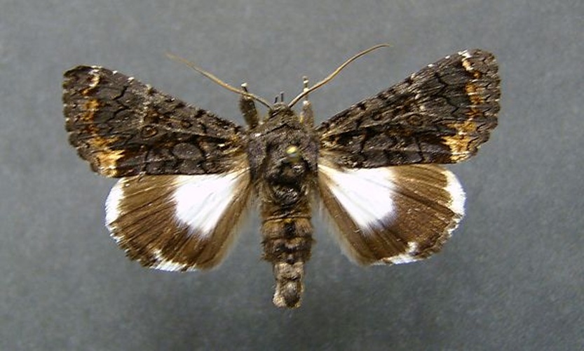 Catephia alchymista &copy; <a href="//commons.wikimedia.org/wiki/User:Dumi" title="User:Dumi">Dumi</a>