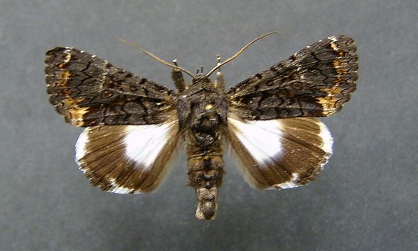 Catephia alchymista © <a href="//commons.wikimedia.org/wiki/User:Dumi" title="User:Dumi">Dumi</a>