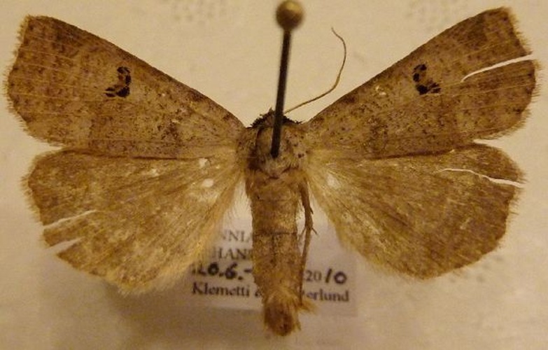 Lygephila viciae &copy; Marko Mutanen