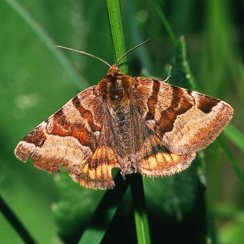 Burnet Companion Moth © <a href="//commons.wikimedia.org/wiki/User:Olei" title="User:Olei">Olei</a>