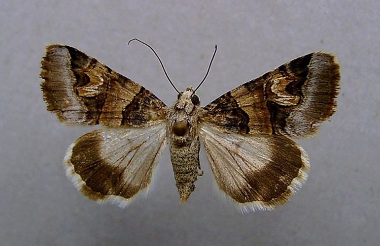 Drasteria cailino © <a href="//commons.wikimedia.org/wiki/User:Dumi" title="User:Dumi">Dumi</a>