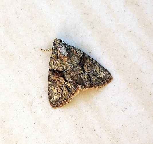 Cryphia ochsi © <a rel="nofollow" class="external text" href="https://www.flickr.com/people/33398884@N03">Ben Sale</a> from UK