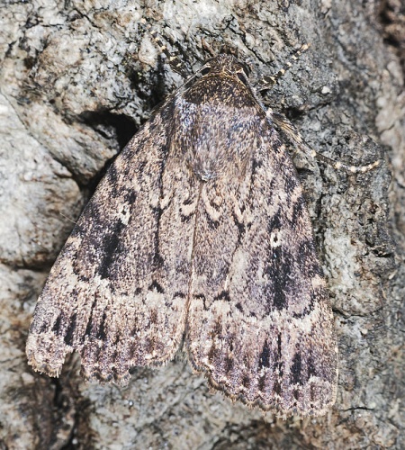 Copper Underwing © <div class="fn value">
<a href="//commons.wikimedia.org/wiki/User:Archaeodontosaurus" title="User:Archaeodontosaurus">Didier Descouens</a>
</div>