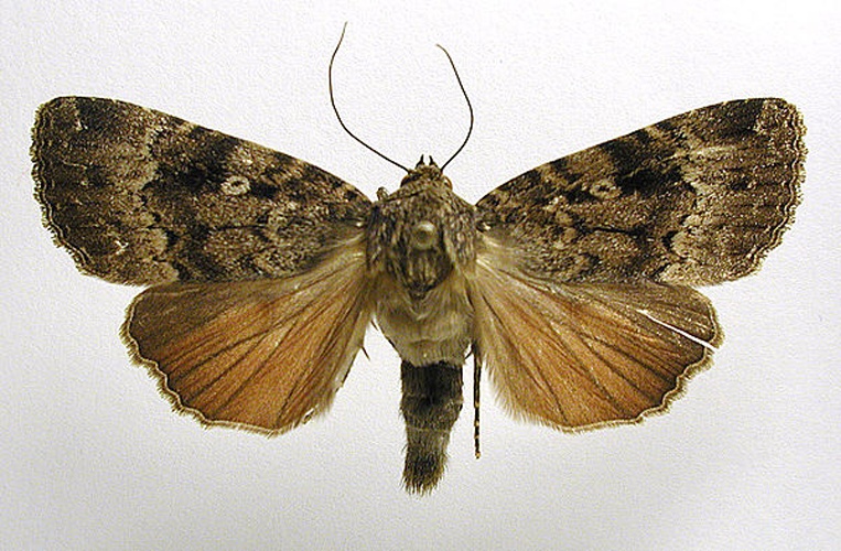 Svensson's Copper Underwing &copy; M. Virtala