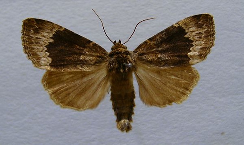 Amphipyra perflua &copy; <a href="//commons.wikimedia.org/wiki/User:Dumi" title="User:Dumi">Dumi</a>