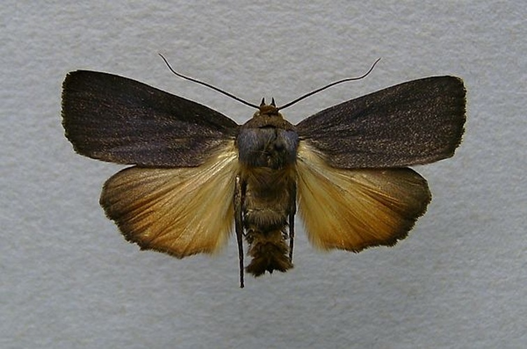 Amphipyra livida &copy; <a href="//commons.wikimedia.org/wiki/User:Dumi" title="User:Dumi">Dumi</a>
