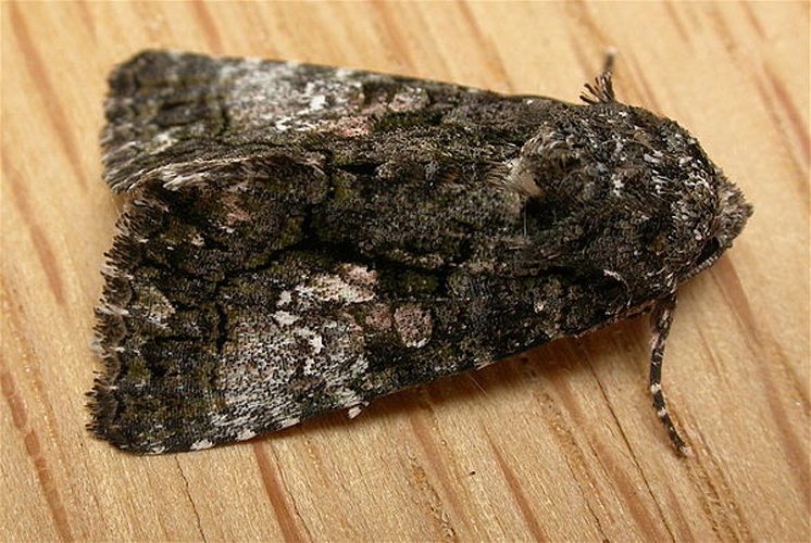 Aedia leucomelas &copy; dhobern