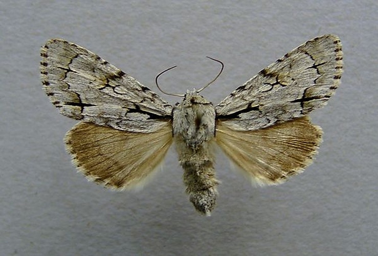 Acronicta cuspis © <a href="//commons.wikimedia.org/wiki/User:Dumi" title="User:Dumi">Dumi</a>