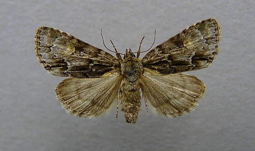 Acronicta strigosa &copy; <a href="//commons.wikimedia.org/wiki/User:Dumi" title="User:Dumi">Dumi</a>