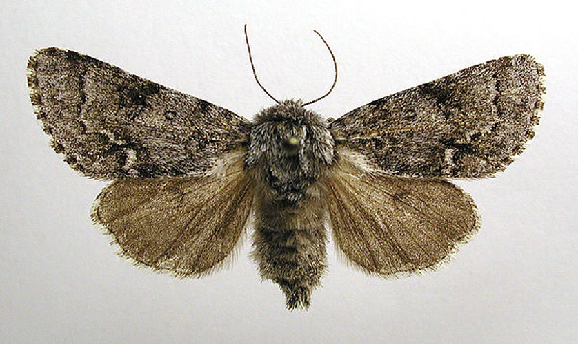 Acronicta menyanthidis &copy; M. Virtala