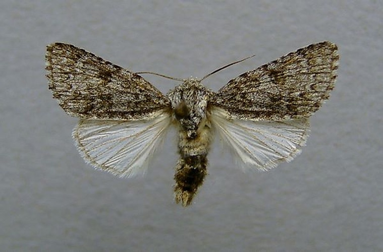 Acronicta euphorbiae &copy; <a href="//commons.wikimedia.org/wiki/User:Dumi" title="User:Dumi">Dumi</a>