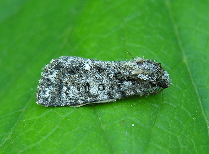 Acronicta rumicis © 