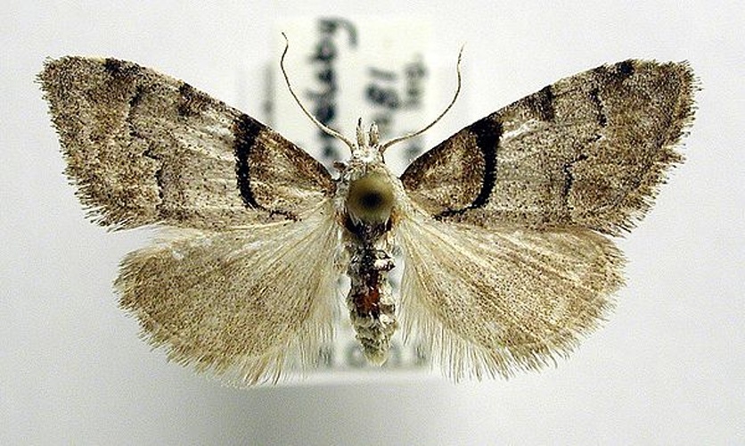 Short-cloaked Moth © M. Virtala