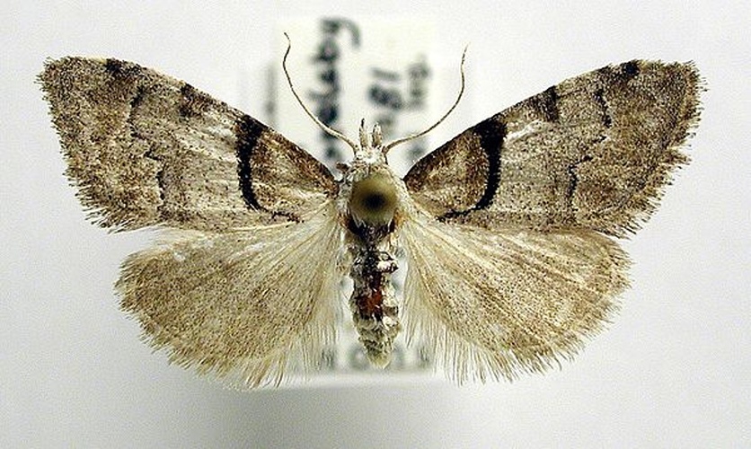 Short-cloaked Moth &copy; M. Virtala