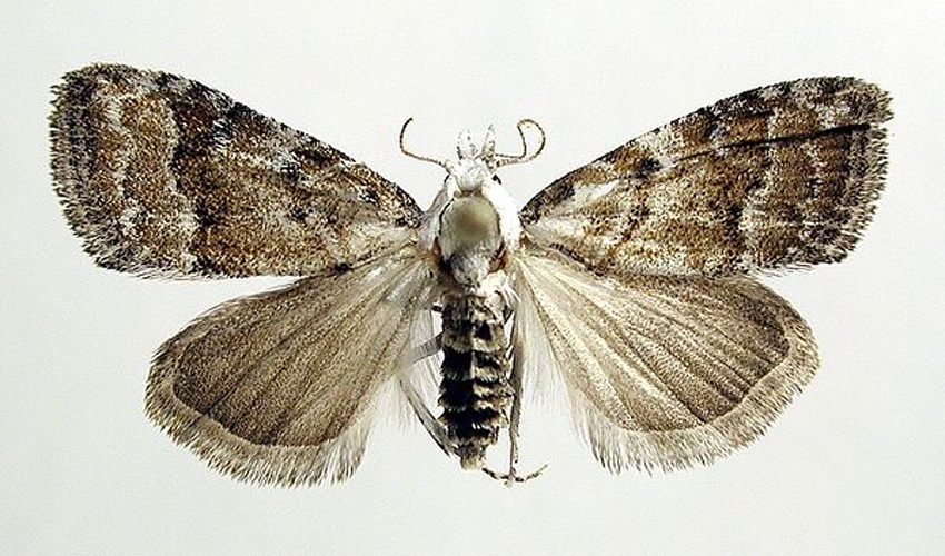 Nola aerugula &copy; M. Virtala