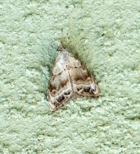 Nola chlamitulalis &copy; <a rel="nofollow" class="external text" href="https://www.flickr.com/people/33398884@N03">Ben Sale</a> from UK