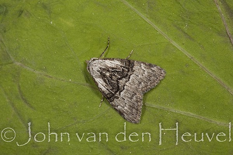 Meganola togatulalis &copy; <table style="width:100%; border:1px solid #aaa; background:#efd; text-align:center"><tbody><tr>
<td>
<a href="//commons.wikimedia.org/wiki/File:Lanius_pallidirostris.jpg" class="image"><img alt="Lanius pallidirostris.jpg" src="https://upload.wikimedia.org/wikipedia/commons/thumb/a/a2/Lanius_pallidirostris.jpg/55px-Lanius_pallidirostris.jpg" decoding="async" width="55" height="41" srcset="https://upload.wikimedia.org/wikipedia/commons/thumb/a/a2/Lanius_pallidirostris.jpg/83px-Lanius_pallidirostris.jpg 1.5x, https://upload.wikimedia.org/wikipedia/commons/thumb/a/a2/Lanius_pallidirostris.jpg/110px-Lanius_pallidirostris.jpg 2x" data-file-width="800" data-file-height="600"></a>
</td>
<td>This image is created by user <a rel="nofollow" class="external text" href="http://observado.org/user/photos/102426">Youp van den Heuvel</a> at <a rel="nofollow" class="external text" href="http://observado.org/">observado.org</a>, a global biodiversity recording project.
</td>
</tr></tbody></table>