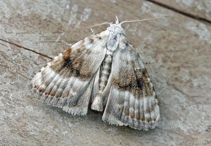 Meganola albula &copy; (c)Entomart