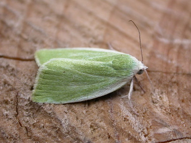 Earias clorana &copy; dhobern