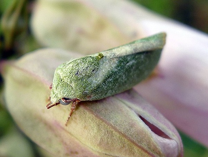 Earias insulana &copy; <a rel="nofollow" class="external text" href="https://www.flickr.com/people/43272765@N04">gailhampshire</a> from Cradley, Malvern, U.K