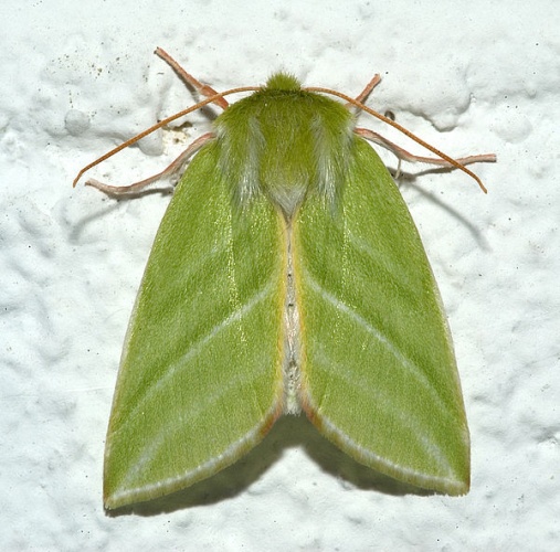 Pseudoips prasinana &copy; 