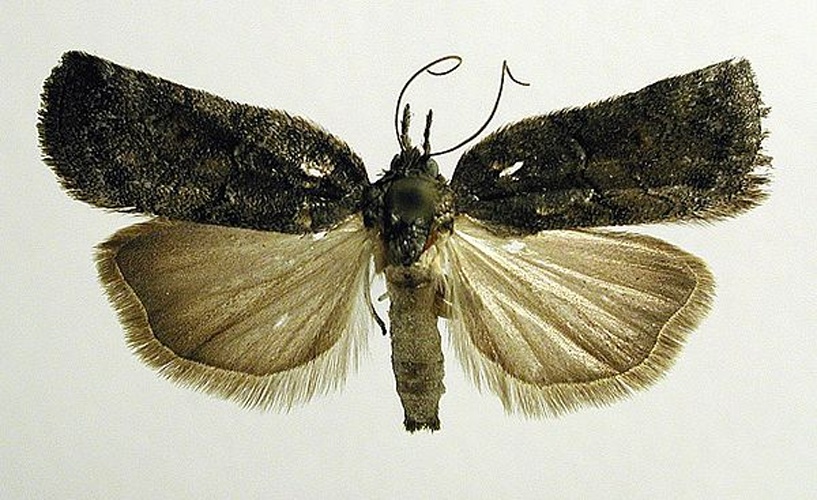 Nycteola revayana &copy; M. Virtala