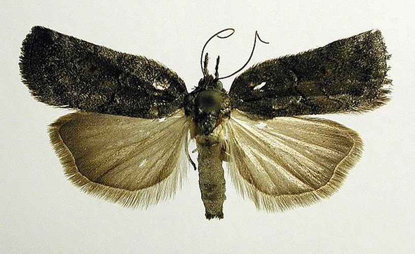 Nycteola revayana © M. Virtala