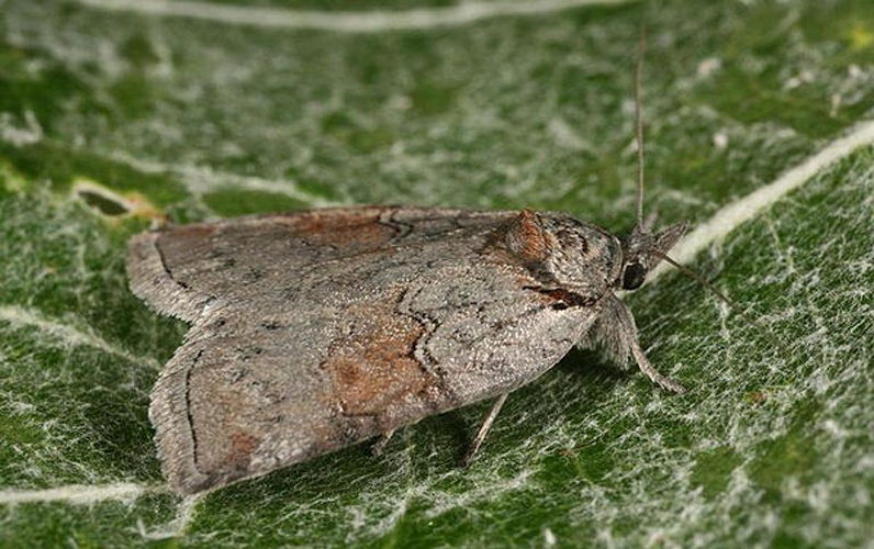 Nycteola asiatica © Gyorgy Csoka, Hungary Forest Research Institute, Bugwood.org