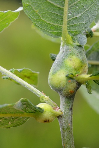 Rabdophaga salicis &copy; <a href="//commons.wikimedia.org/wiki/User:GillesSM" title="User:GillesSM">Gilles San Martin</a>