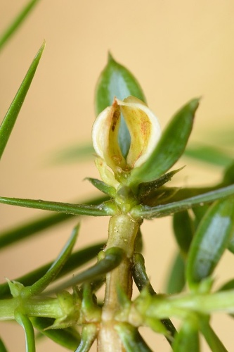 Oligotrophus panteli © <a rel="nofollow" class="external text" href="https://www.flickr.com/people/9082612@N05">Gilles San Martin</a> from Namur, Belgium