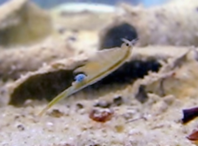 Branchipus schaefferi &copy; <a href="//commons.wikimedia.org/wiki/User:Dr.Rankenstein" title="User:Dr.Rankenstein">Dr.Rankenstein</a>