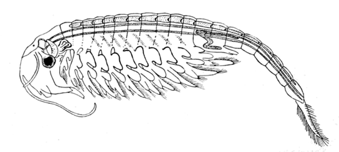 Tanymastix stagnalis © Walter Holbrook Gaskell.