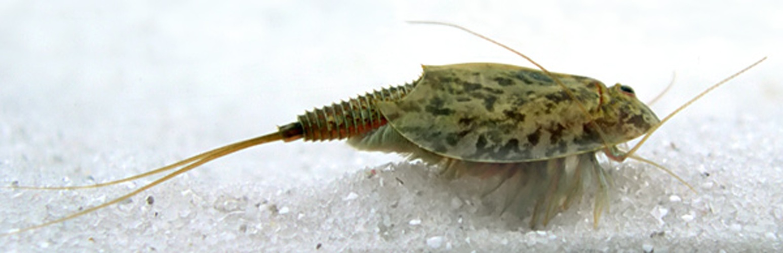 Triops cancriformis © 