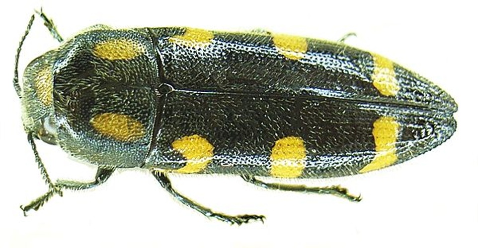 Ptosima undecimmaculata undecimmaculata © Siga