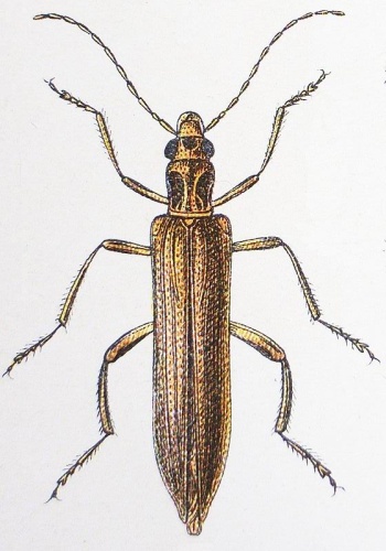 Oedemera femoralis femoralis © Reitter, Fauna Germanica