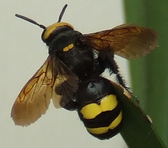 Mammoth wasp © <a href="//commons.wikimedia.org/w/index.php?title=User:Wikameapedia&amp;action=edit&amp;redlink=1" class="new" title="User:Wikameapedia (page does not exist)">Wikameapedia</a>