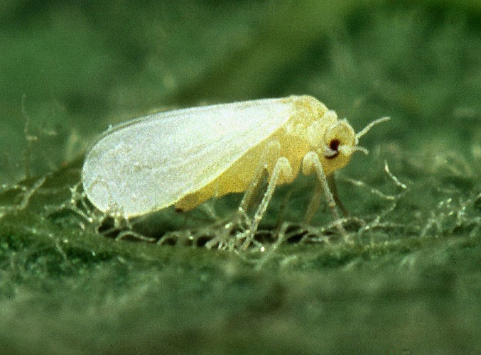 Silverleaf whitefly &copy; 