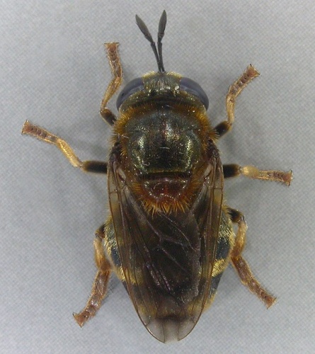 Microdon myrmicae &copy; <a rel="nofollow" class="external text" href="https://www.flickr.com/people/130093583@N04">Janet Graham</a>