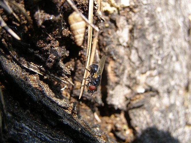 Psilota atra &copy; <a href="//commons.wikimedia.org/wiki/User:H._Dumas" title="User:H. Dumas">H. Dumas</a>