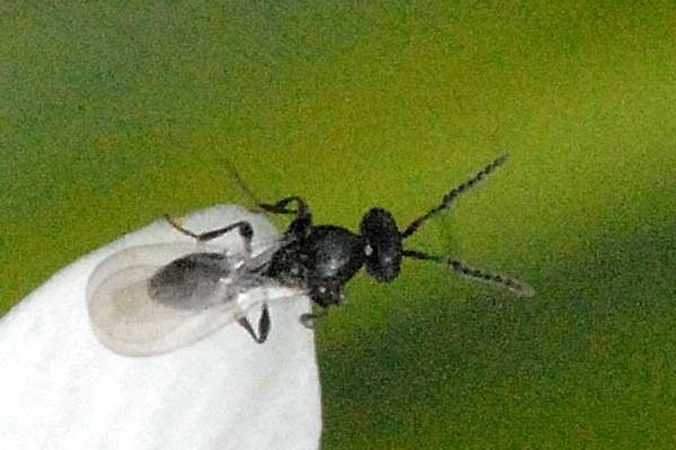 Pediobius metallicus &copy; James K. Lindsey