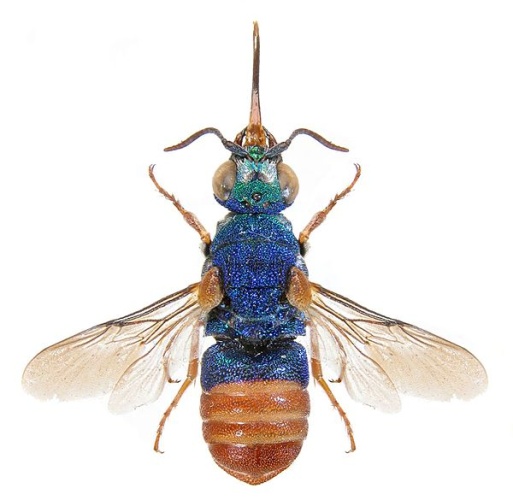 Parnopes grandior &copy; <a href="//commons.wikimedia.org/w/index.php?title=User:%D0%9C%D0%B0%D1%80%D1%82%D0%B8%D0%BD%D0%BE%D0%B2%D0%B0_%D0%9A%D0%B0%D1%82%D0%B5%D1%80%D0%B8%D0%BD%D0%B0&amp;action=edit&amp;redlink=1" class="new" title="User:Мартинова Катерина (page does not exist)">Мартинова Катерина</a>