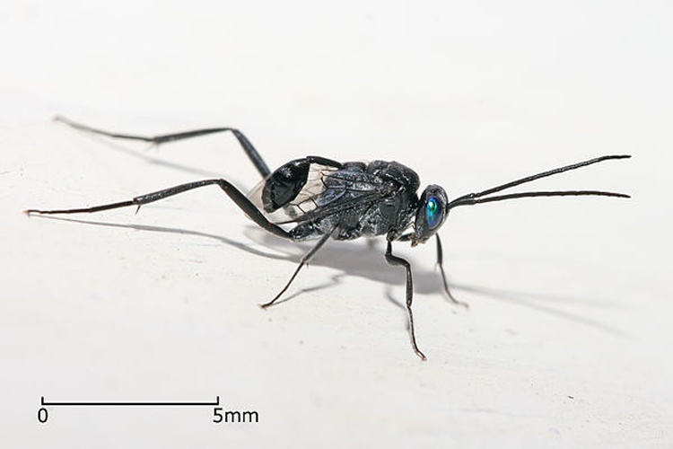 Evania appendigaster &copy; <b><a href="https://en.wikipedia.org/wiki/User:Muhammad_Mahdi_Karim" class="extiw" title="w:User:Muhammad Mahdi Karim">Muhammad Mahdi Karim</a></b>