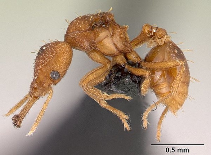 Strumigenys rogeri &copy; Erin Prado