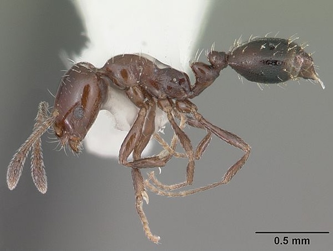 Monomorium ebeninum © April Nobile