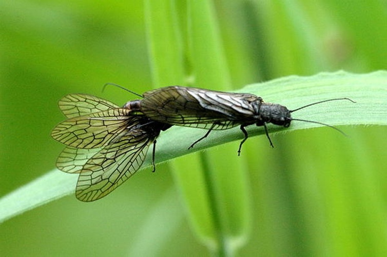 Sialis fuliginosa © James K. Lindsey