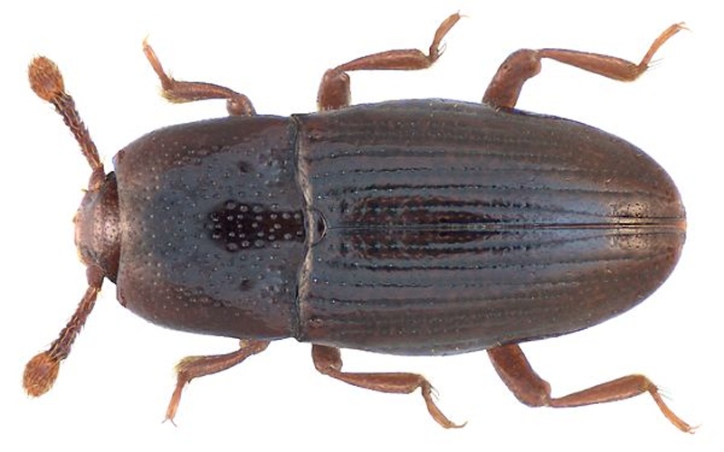 Cerylon fagi &copy; <a href="//www.flickr.com/people/30703260@N08" class="extiw" title="flickruser:30703260@N08">Udo Schmidt</a>