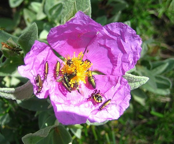 Lobonyx aeneus &copy; <a href="//commons.wikimedia.org/wiki/User:Xvazquez" title="User:Xvazquez">Xvazquez</a>